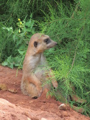 cute and very funny meerkats at the zoo of erfurt. they are always happy to pose for visitors and ph