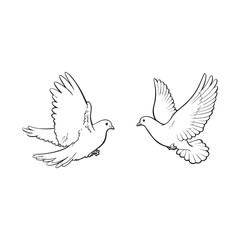 Two free flying white doves, sketch vector illustration isolated on white background. Realistic hand drawn couple of white doves, pigeons flapping wings, symbol of love and romance, marriage icon