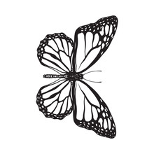 Top View Of Beautiful Monarch Butterfly, Sketch Illustration Isolated On White Background. Black And White Realistic Hand Drawing Of Monarch Butterfly On White Background