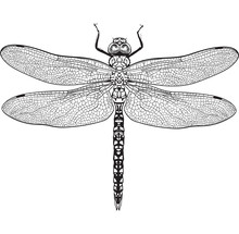 Top View Of Blue Dragonfly With Transparent Wings, Sketch Illustration Isolated On White Background. Black And White Realistic Hand Drawing Of Dragonfly Insect On White Background