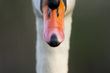 Swan Beak Detail