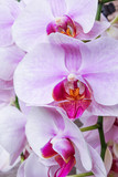 Fototapeta Storczyk - purple orchid flowers, natural floral background