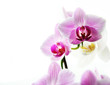 © dyageleva - pink flowers orchid on a white background