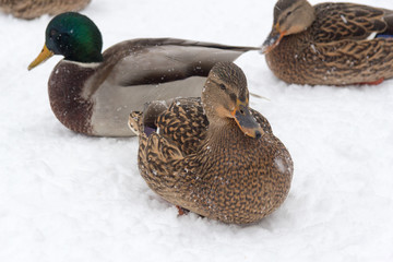 Wild Duck, wintering in the city on a pond.