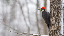 A Pileated Woodpecker High In A Tree Hunting Beetles Under The Bark In An Winter Woods.