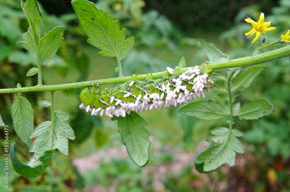A Crippled Tomato / Tobacco Hornworm as host to parasitic braconid wasp ...