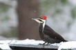Pileated Woodpecker (Dryocopus pileatus).   Big black woodpecker with a red crown, lands on a feeding platform in a woodland snow flurry and looks around.
