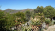 Vegetation in einer Halbwüste / Landschaft in der Halbwüste Kleine Karoo in der Republik Südafrika, Berge, karge Vegetation und blauer Himmel, 