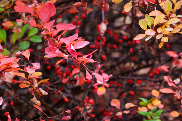 Sticker - Autumn branches of barberry, closeup