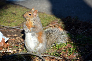 squirrel portrait 1