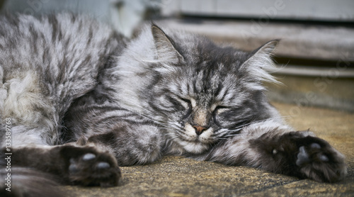 Long Haired Tabby Cat Close Up Resting Buy This Stock Photo And