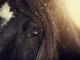 Fototapeta Konie - Eye of a sporting black horse