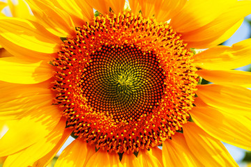 Wall Mural - Pollen on a sunflower of nature.