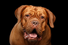 Close-up Portrait Dog Of Breed Dogue De Bordeaux With Opened Mouth And Surprised Look Isolated On Black Background, Front View