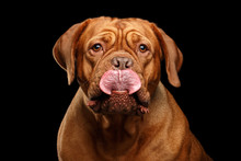 Close-up Portrait Dog Of Breed Dogue De Bordeaux With Tongue Like Orchid Flower Isolated On Black Background, Front View