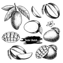 Vector Mango Hand Drawn Sketch . Sketch Vector  Food Illustration. Vintage Style