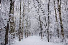 Winter Forest Covered Snow