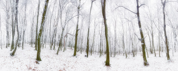 Canvas Print - Panorama of winter forest with trees covered snow