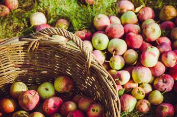 Wall Mural - The Basket of Apples. harvest autumn apple fruit grown ecological way