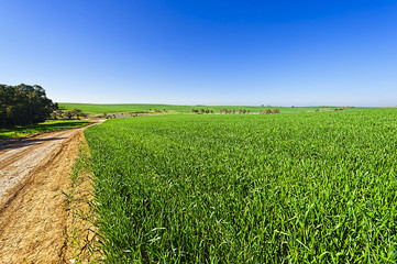 Sticker - Fields and Cural Curving Road in Israel