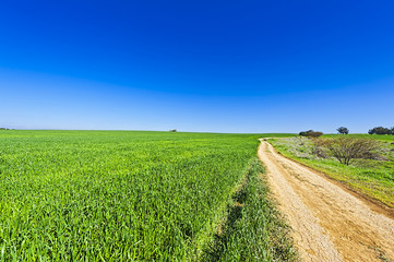 Wall Mural - Fields and Cural Curving Road in Israel