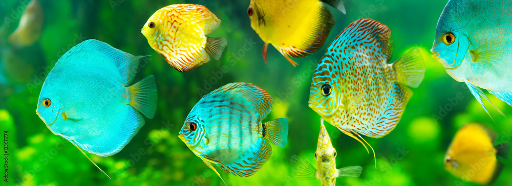 colorful tropical discus fish - obrazy, fototapety, plakaty 