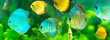 Leinwandbild Motiv colorful tropical discus fish
