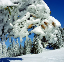 frozen cones on the tree