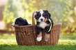 adorable bernese mountain dog puppy in a basket outdoors