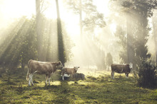 Cows Under Trees