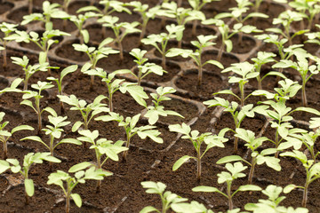 Wall Mural - Tomato seedling in plastic tray. 20 day after sowing.