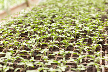 Wall Mural - Tomato seedling in plastic tray. 20 day after sowing.