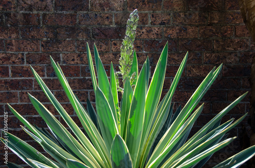 wallpapers Spiky Leaf Plant large green plant with spiky leaves
