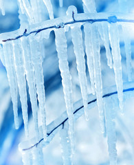 Wall Mural - Tree branch with icicles after freezing rain