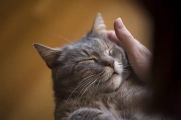 Wall Mural - Cat enjoying the cuddling