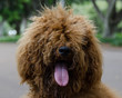 Shaggy dog with tongue out and hair covering face