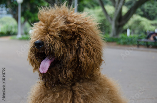 Big Brown Dog With Shaggy Hair Panting With Tongue Out Buy This