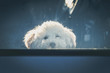 Sad dog left in car.Cute toy poodle waiting for the owner at car window