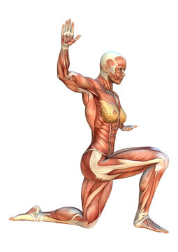 3D Rendering Female Anatomy Figure on White