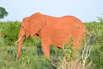 Sticker - Red Elephant isolated