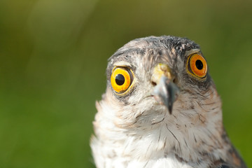 Sparrow-hawk