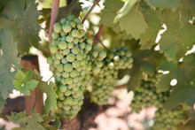 Grapes Growing On The Vine