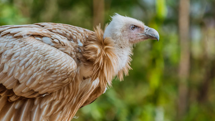 Vulture 