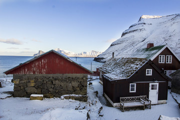 Wildlife in the Faroe Islands 