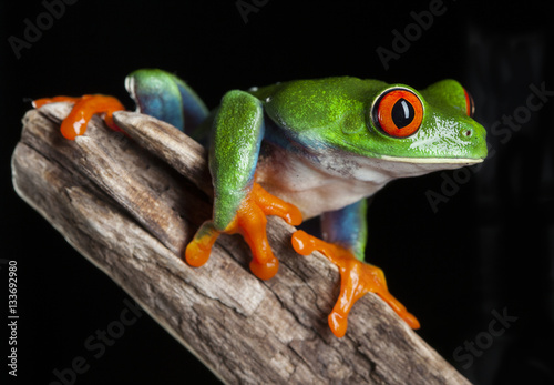 Zdjęcie XXL czerwona żaba