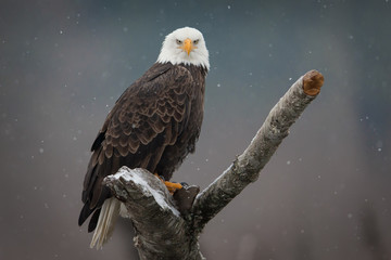 bald eagle staredown