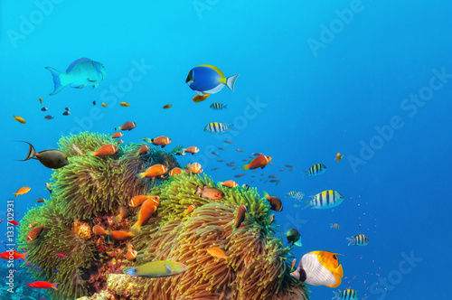 Fotomural Beautiful anemones with colored fish around