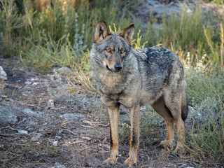  Iberian female wolf in the forest