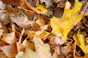 Wall Mural - Close up view of fallen leaves in autumn park