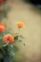Wall Mural - rose flower in garden